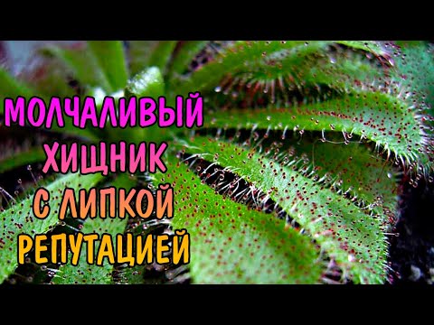 РОСЯНКА АЛИСИЯ. СЕКРЕТЫ СОДЕРЖАНИЯ / Drosera ALICIAE