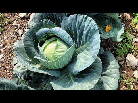 Vídeo: Cultivando Variedades de Repolho Híbrido: Como Plantar Sementes de Repolho Parel