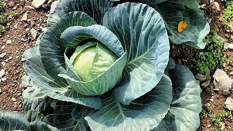 Como cultivar repolho orgânico?