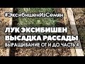 🌱 #4 Выращиваю лук Эксибишен из семян от и до. | Высаживаю рассаду.