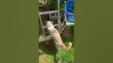 Cat Helps Pick Plums Flametip Siamese Cute Cuteanimal Catvideos 