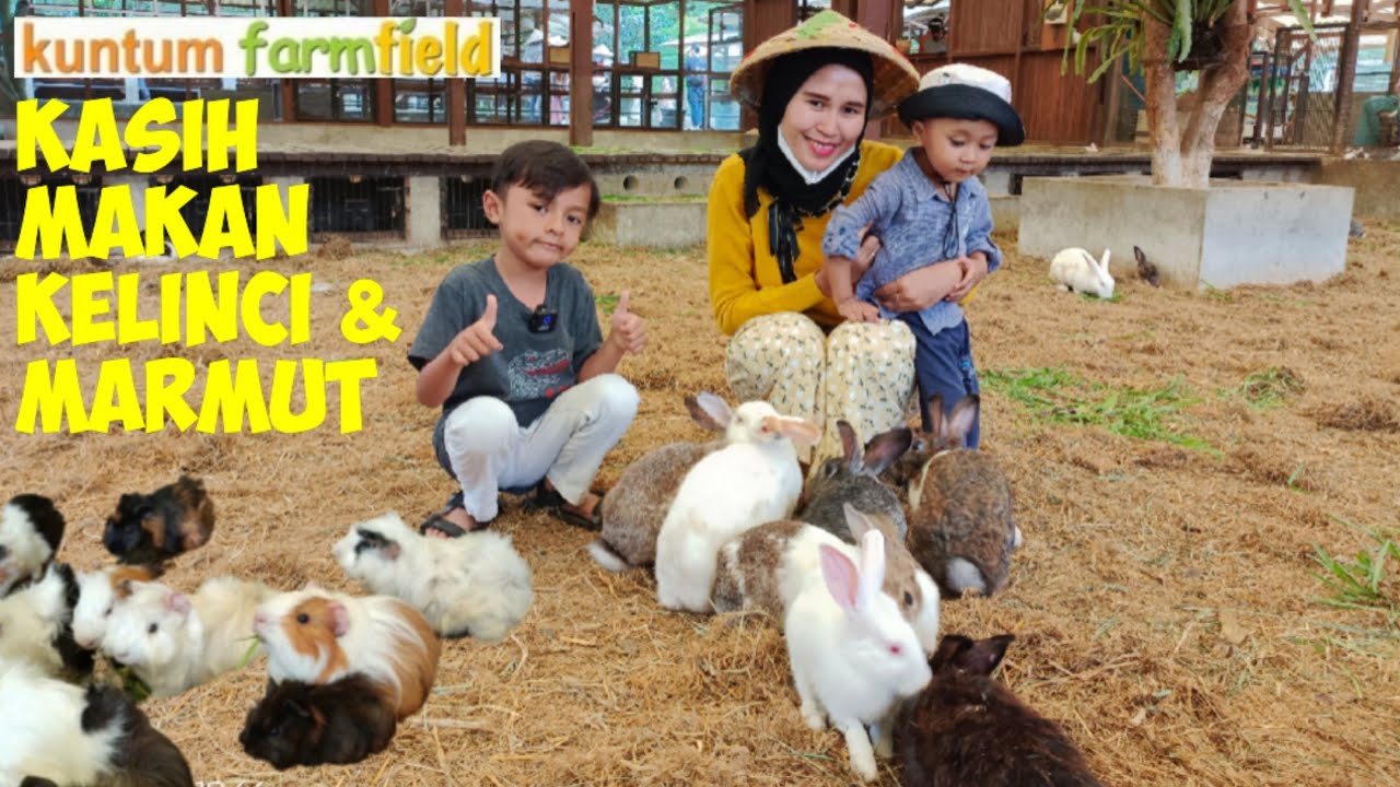 Kuntum Farmfield Kasih Makan Kelinci dan Marmut