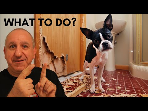Video: Cara Merawat Anjing Dengan Parvo