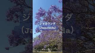 日本の桜みたいな春の風物詩