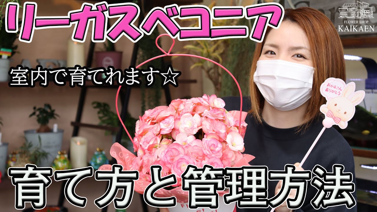 リーガスベコニアの育て方 管理方法 長持ちさせる方法 おうちでガーデニング 開花園チャンネル Youtube