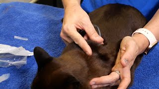 Giving your Cat Subcutaneous Fluids at Home