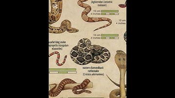 Types of snakes | part 8 #shorts # trending #viral #edit  #shortvideo #officialvideo