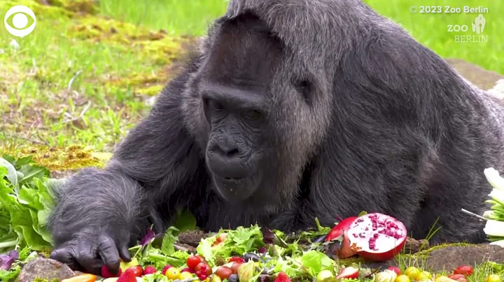 Oldest gorilla in the world celebrates 66th birthday at zoo in Germany - DayDayNews