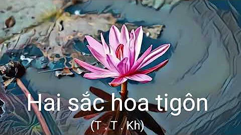 Hai sắc hoa tigôn, T. T. Kh.