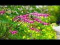 🌸 Focus & Tranquility | Relaxing Music for Deep Concentration & Peaceful Mind 🌿