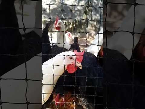 #курица #животные #здоровье #еда #природа #coop #animals #organic #chicken #farming #food #healthy