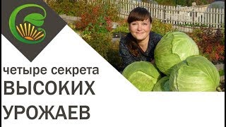 Простых четыре шага к высоким урожаям