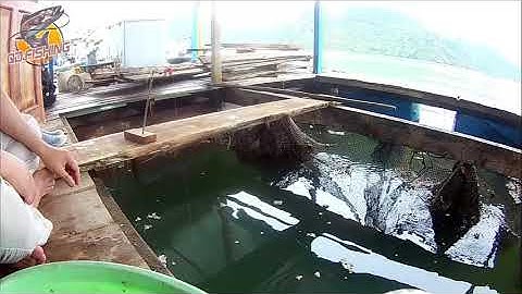 Câu Cá Dìa, Cá Hói Cát Bà . Phần 9