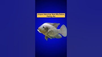 Umpan Mancing Ikan Nila Babon Paling Jitu #mancing #mancingnila
