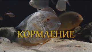 видео: Кормление рыб картинка: Кормление рыб