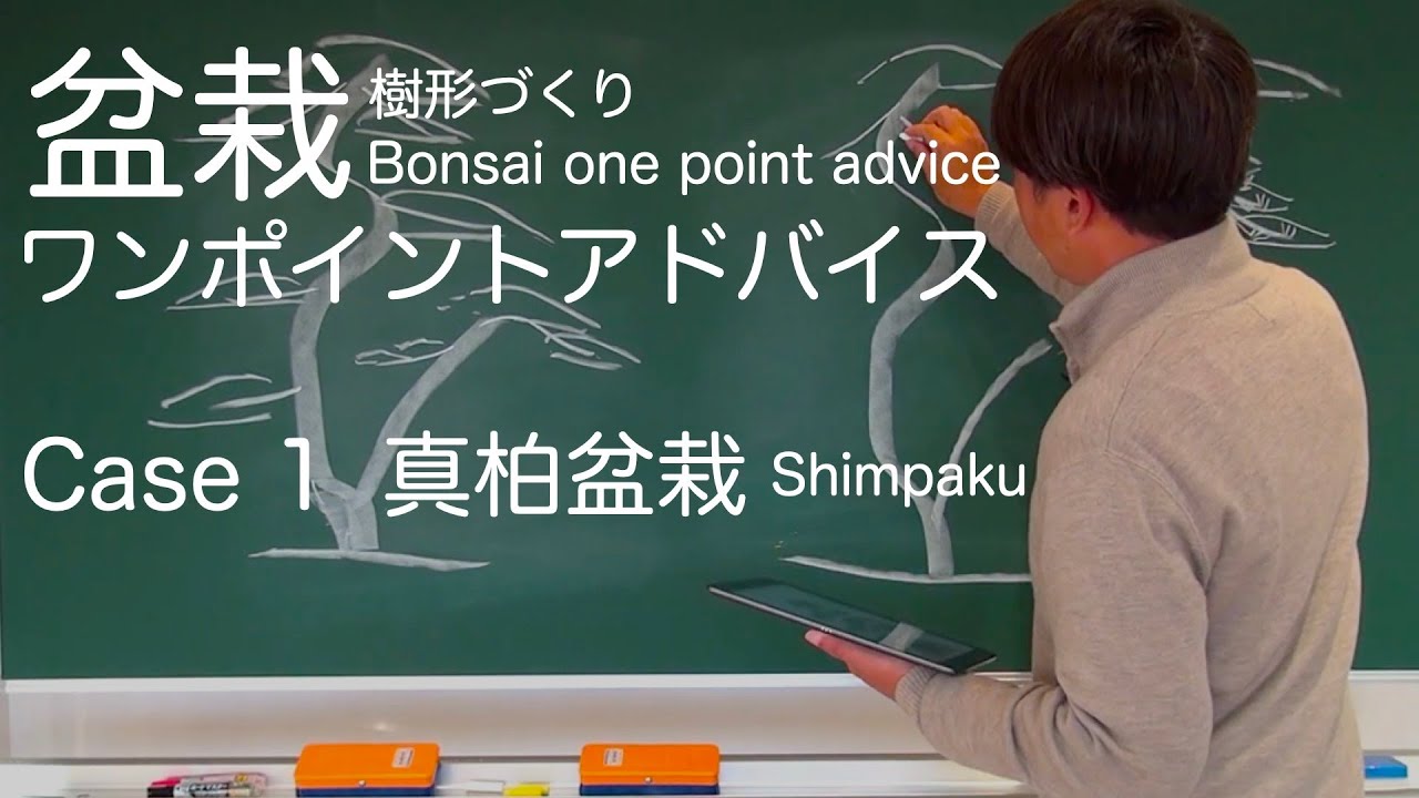 盆栽ワンポイントアドバイス / 真柏途中双幹盆栽 [盆栽の構造把握と樹