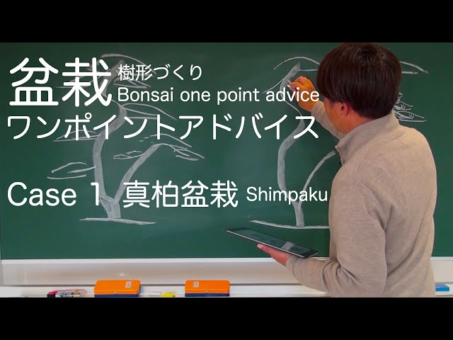 盆栽ワンポイントアドバイス / 真柏途中双幹盆栽 [盆栽の構造把握と樹