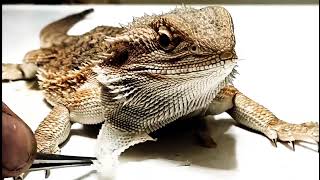 Best SHED Compilation I Have EVER MADE!! | #stayrad #beardeddragons  @ChuckNorrizBeardedDragons