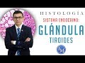 Histología | Sistema endocrino | Glándula tiroides