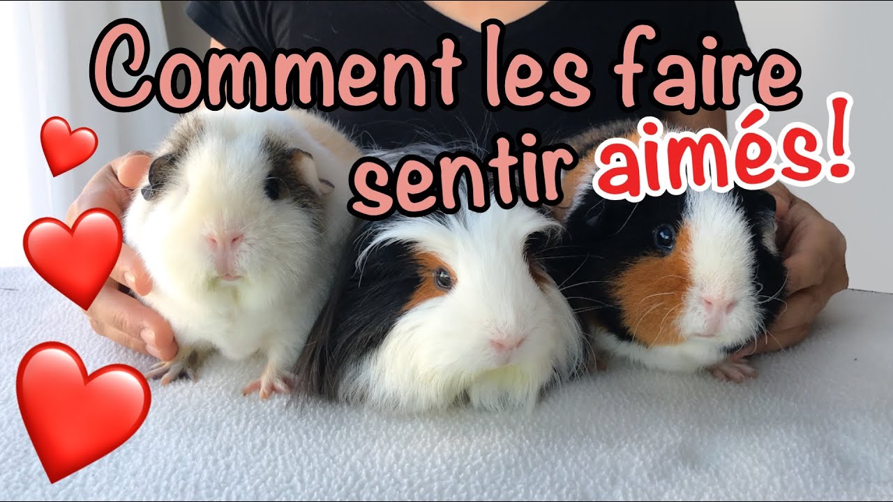 Comment faire pour que votre cochon d'inde vous aime