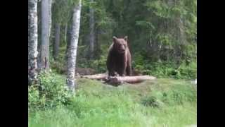 My first brown bear encounter...Kianuu region, Finland, 2013