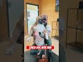 lovely dog with back pain #chiropractic #hund #dog