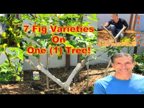 7-in-1 Fig Tree Grafting Update |  Fruiting In Less Than 2 Years!!!