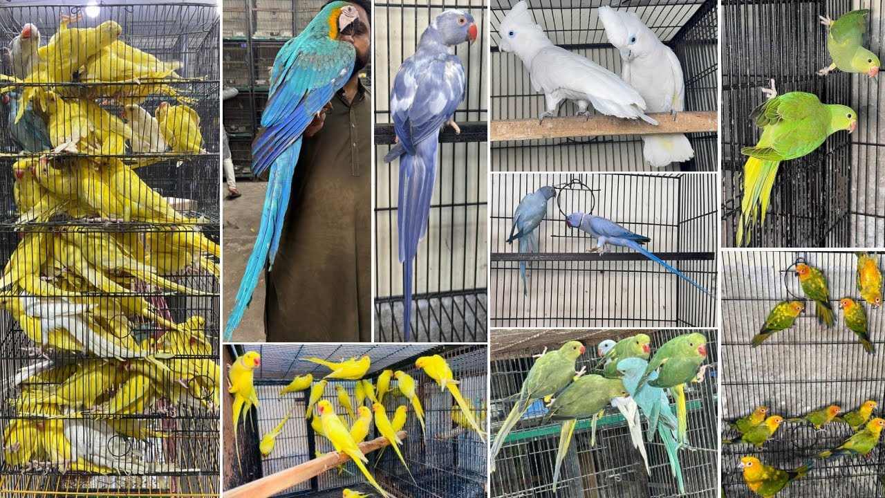 Multan Birds Market Rashadabad Flying Birds Shop Latest Update 14 August 2025 |Birds market Pakistan