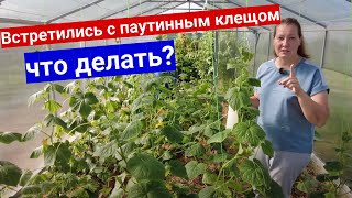 Паутинный клещ напал во время плодоношения огурцов и перцев. Что делать?