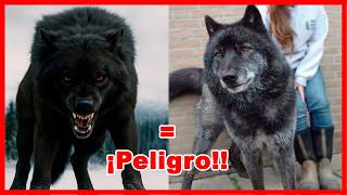 🐺 ¿Es tan PELIGROSO tener un LOBO como mascota?