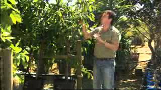 The Garden Gurus - Fruit Highlights