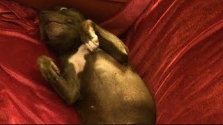 Staffordshire Bull Terrier - Snoring, Sleeping, Dreaming - My Dog Bella