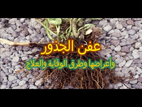 فيديو: ما هي نباتات الجذور العارية: دليل للعناية بنباتات الجذور العارية