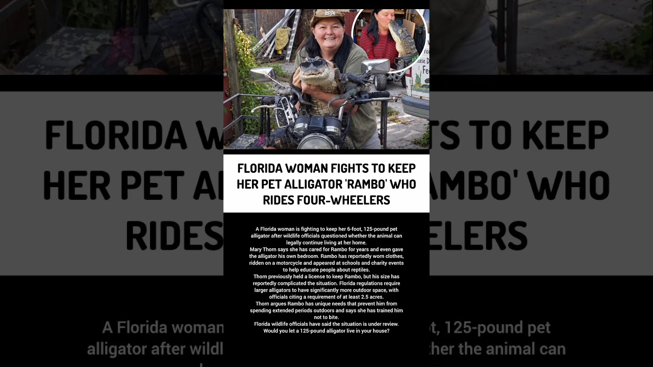 Florida Woman Fights For Alligator