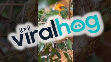 Hummingbird Babies Born On Balcony || ViralHog