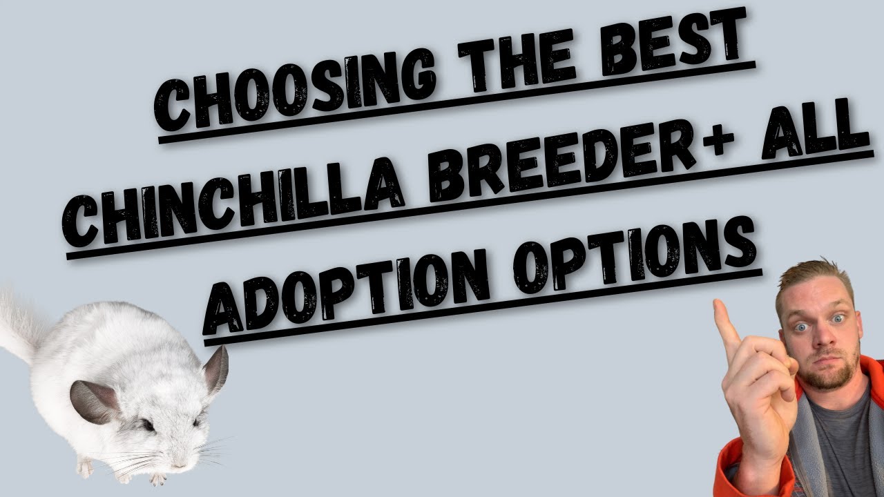 Chinchilla Breeders Adopting Chinchillas From The Best Breeders, Rescues and Pet Stores YouTube
