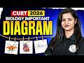 CUET 2026 | Biology Important Diagram | CUET 2026 Preparation