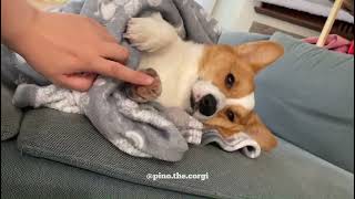 Touch a sleepy corgi’s toebeans