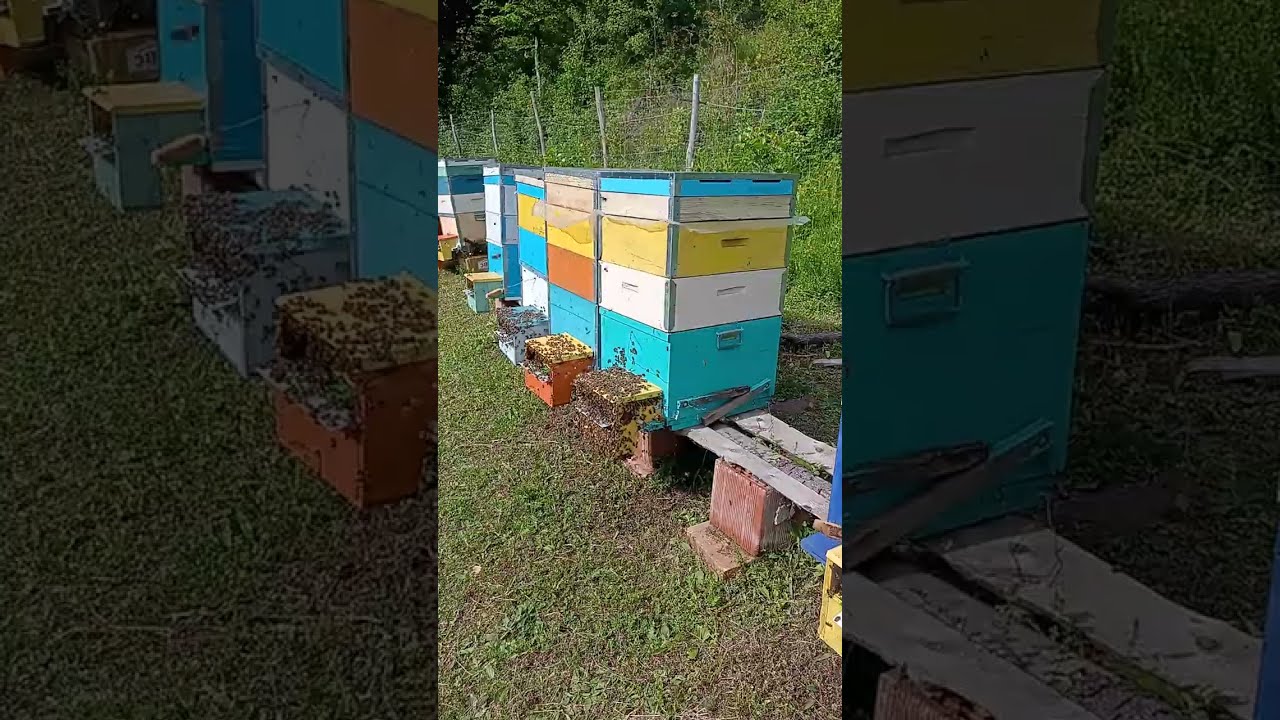 Roi întors acasă 😅