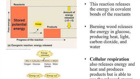 Chapter 7- Microbial Metabolism