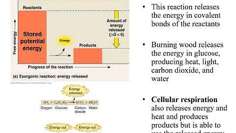 Chapter 7- Microbial Metabolism