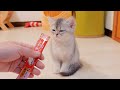 When I gave my half-asleep kitten Churu for the first time, her reaction was so cute...