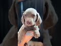 We have cute puppies! #cutepuppies #weimaraner #puppy #puppiesofyoutube #weimaraner