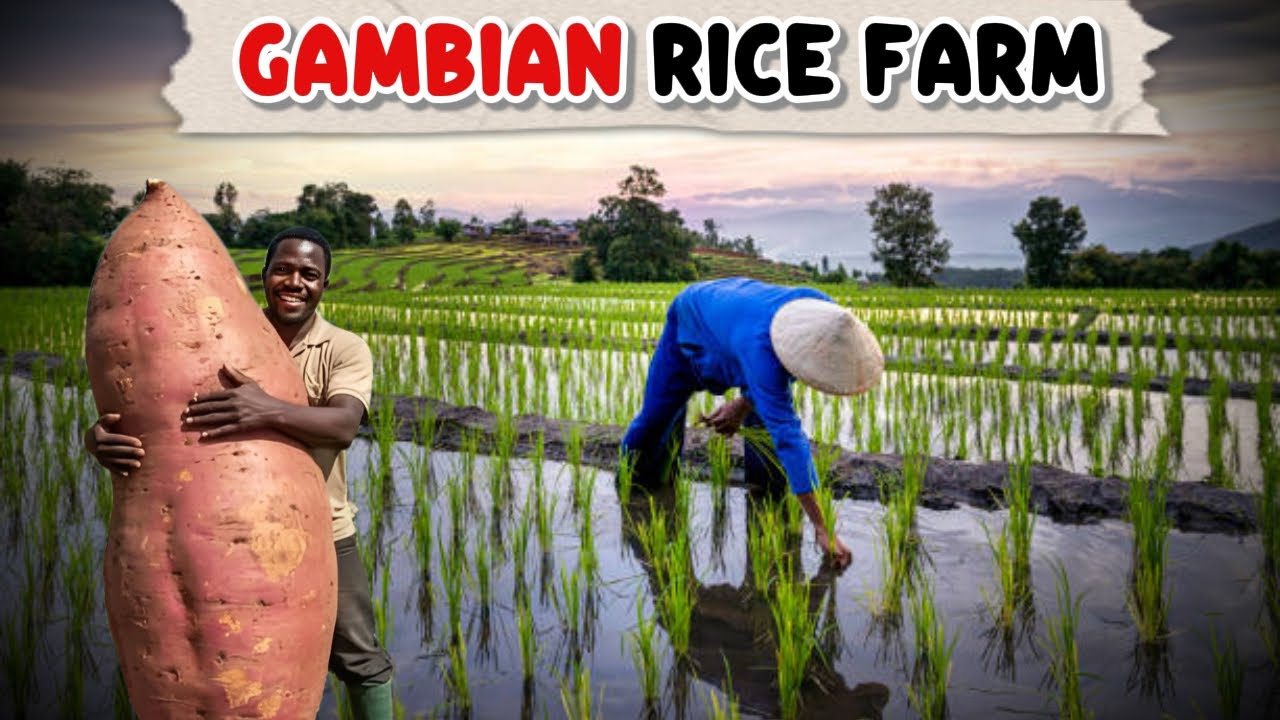 Gambia Rice Potato and Rice Farm in The Gambia - YouTube