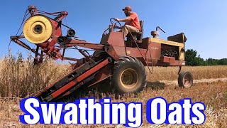 Swathing Oats 2026!