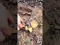 Digging Up Yellow Roots! 🍠 #RootHarvest #Agriculture #MyAgricultureLife