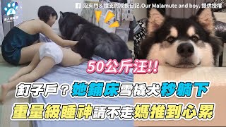 【釘子戶她鋪床雪橇犬秒躺下 重量級睡神請不走媽推到心累】FB / 沒有門鐵支的成長日記.Our Malamute and boy.