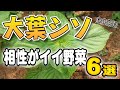 【成長がよくなる？】大葉と一緒に育てるとよい野菜【6選】【家庭菜園】【トマト】【ナス】【ニンジン】【ピーマン】【きゅうり】【さつまいも】