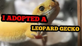 ADOPTING A LEOPARD GECKO || LEOPARD GECKO ENCLOSURE SET UP GUIDE AND TIPS by Redd 240 views 3 years ago 9 minutes, 26 seconds