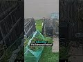 Police Dog Can't Find Prison Escapee
